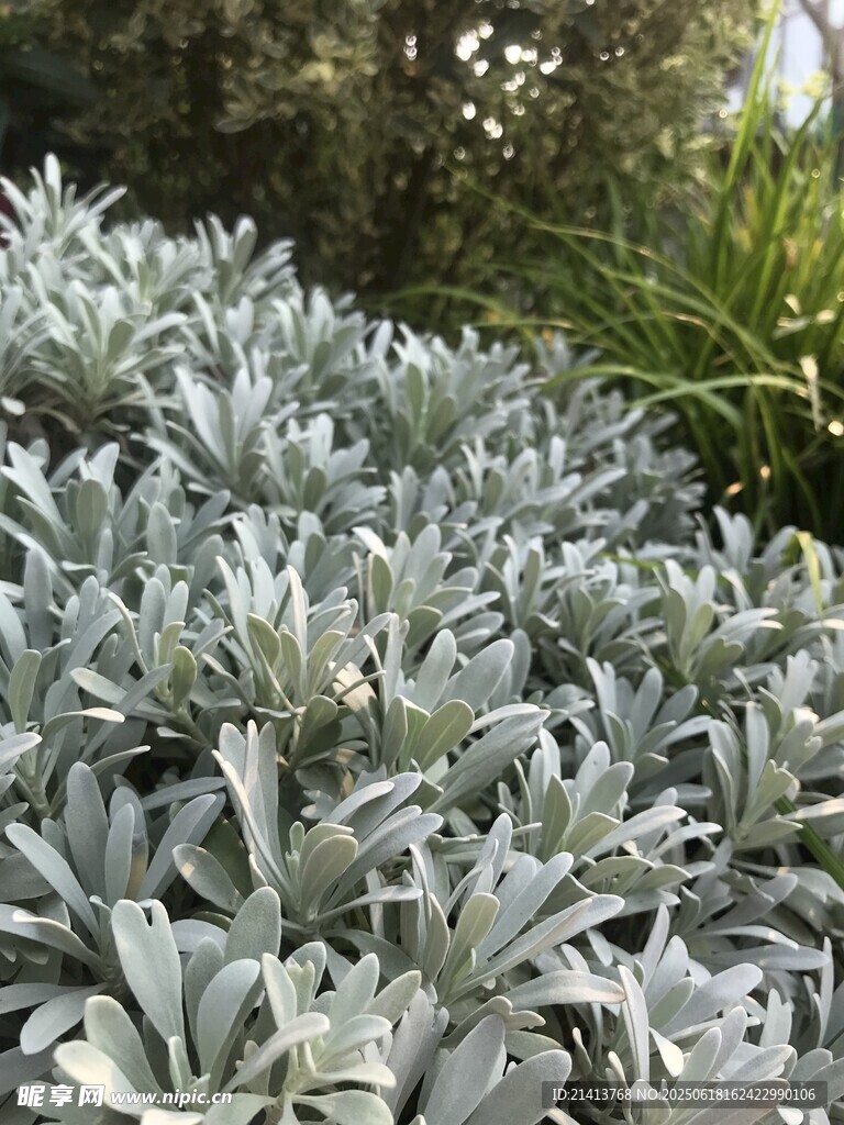 银叶植物景观
