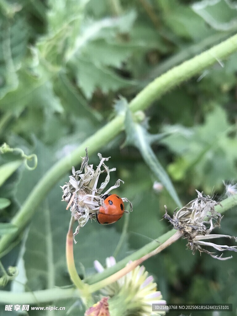 绿叶上的多彩小昆虫