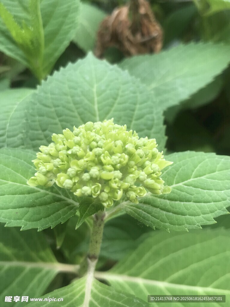 绿色绣球花初绽