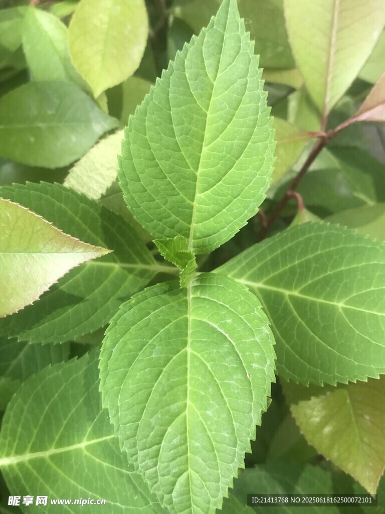 嫩绿叶片特写