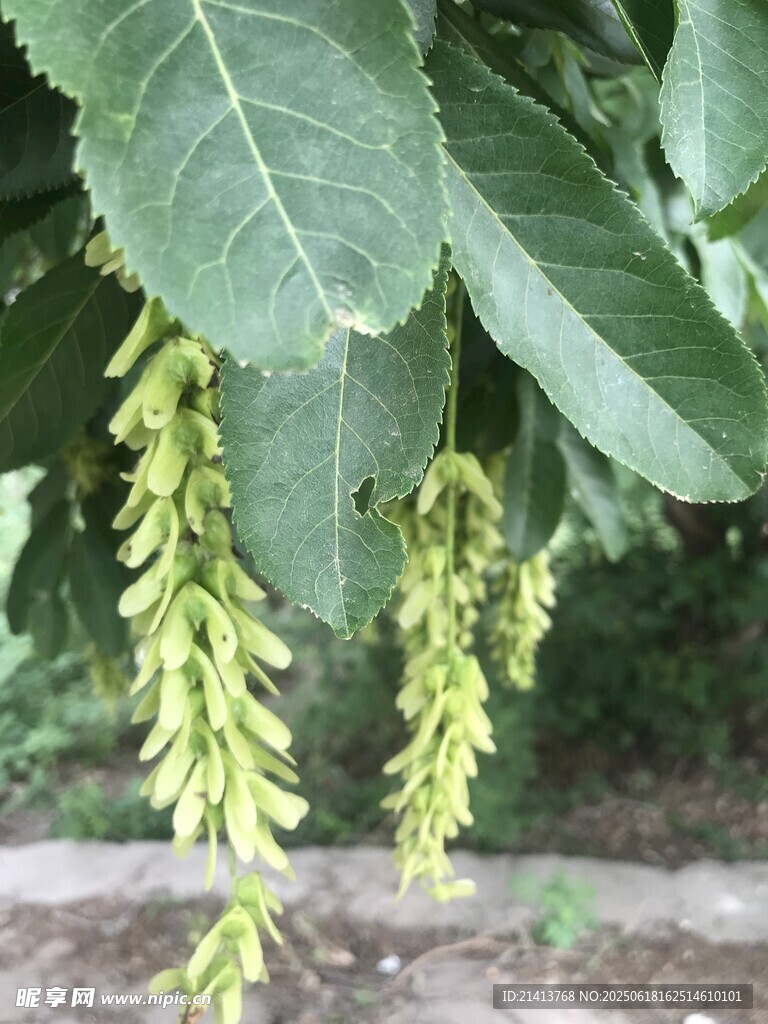 垂挂的绿色葇荑花序植物