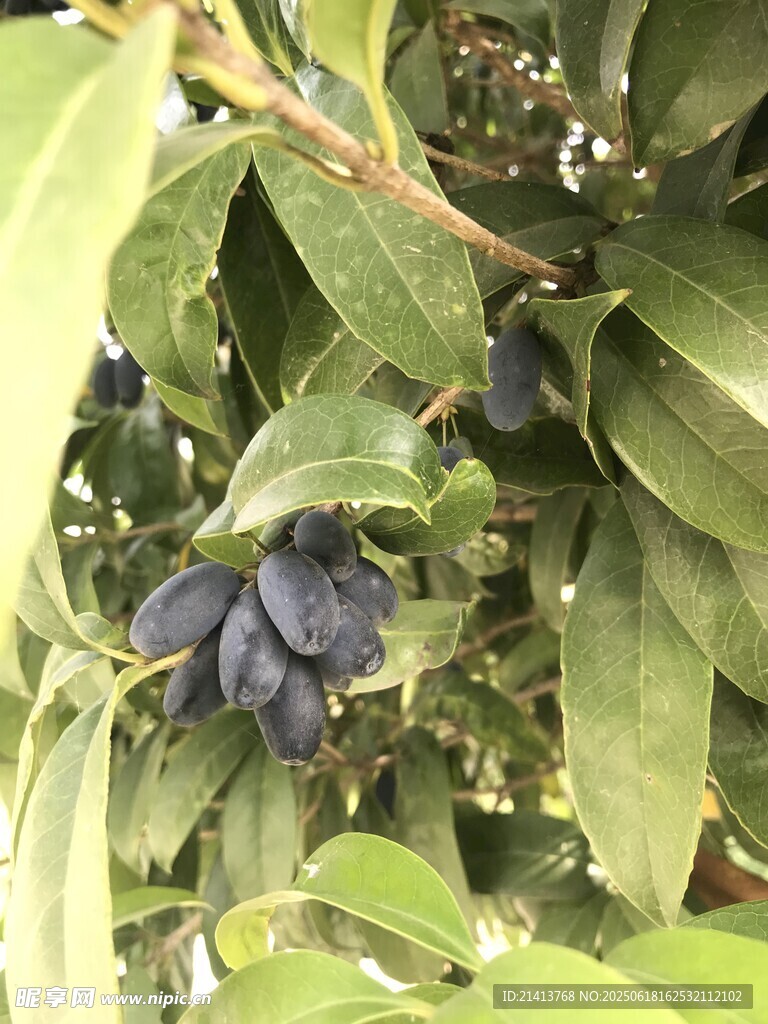 枝头紫果与绿叶相伴
