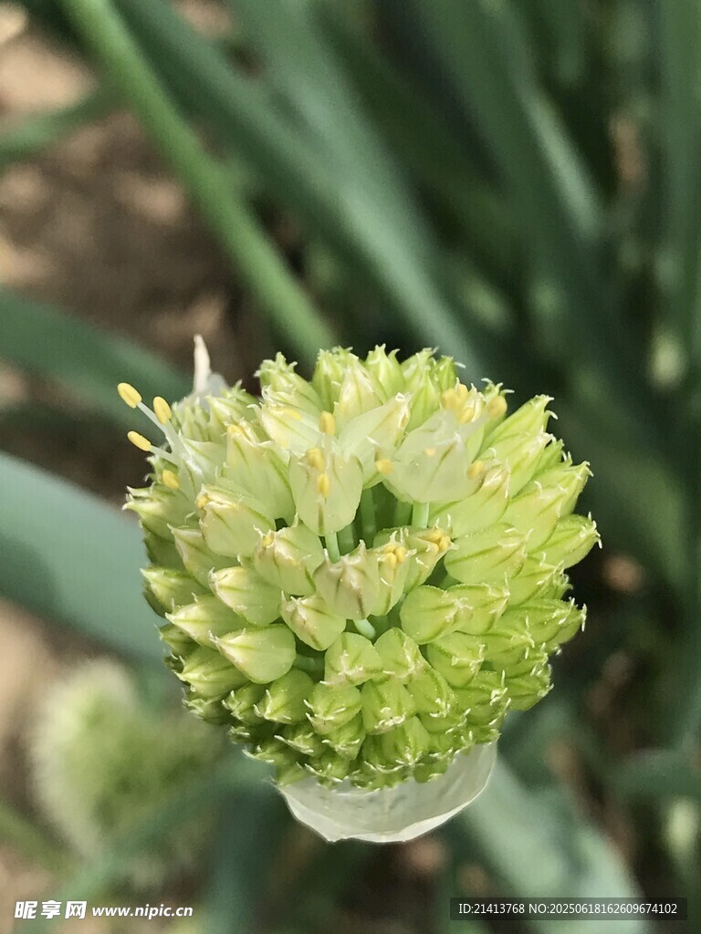 葱属植物花苞特写