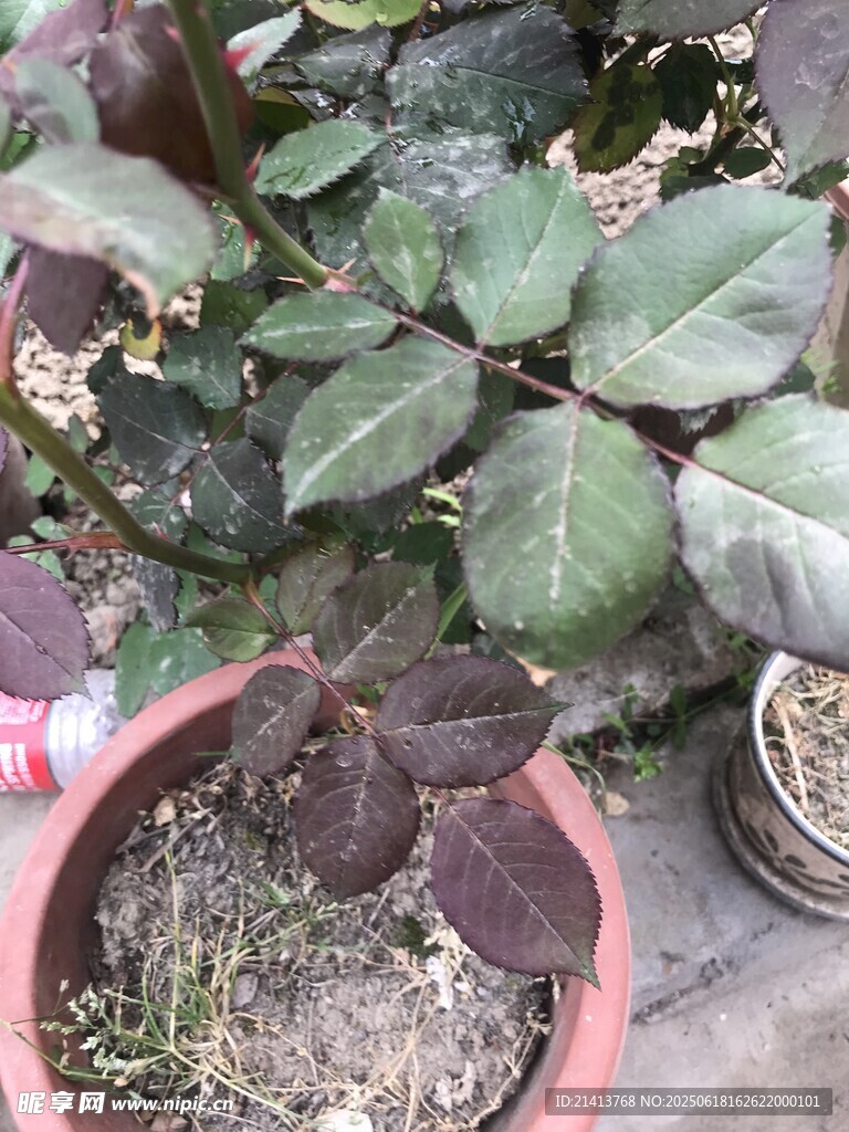 盆栽植物特写