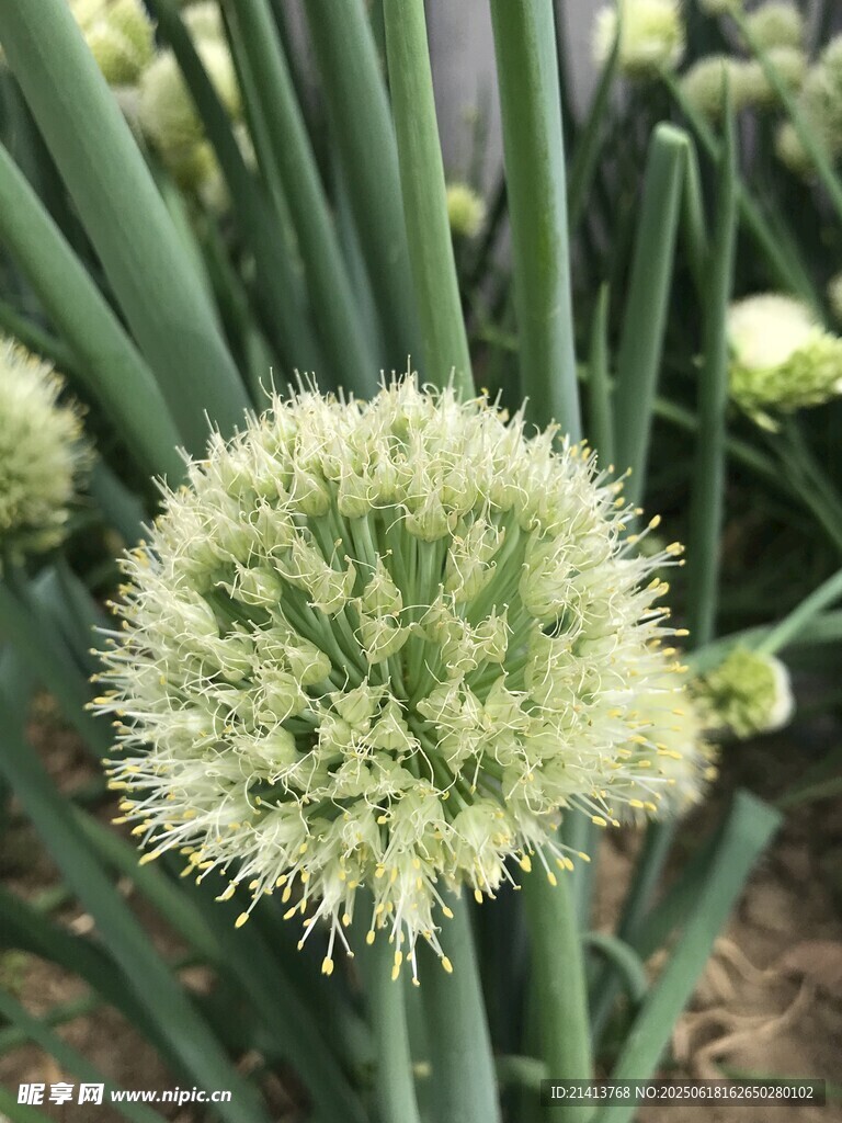 球状葱花特写