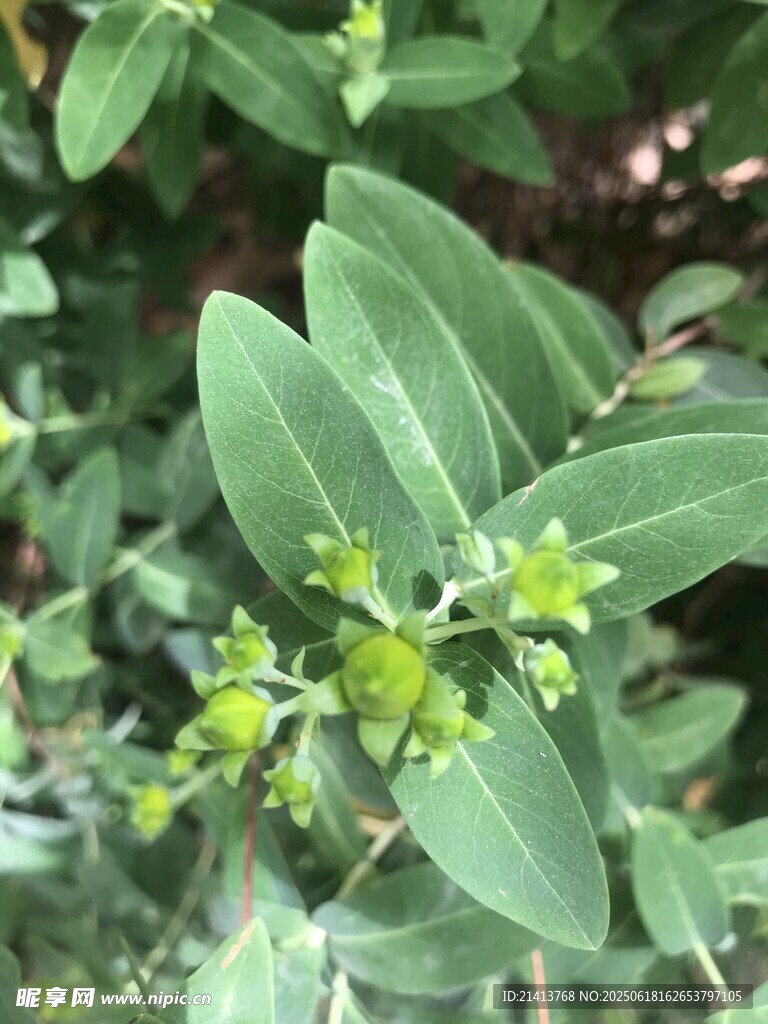 绿叶间的小果植物
