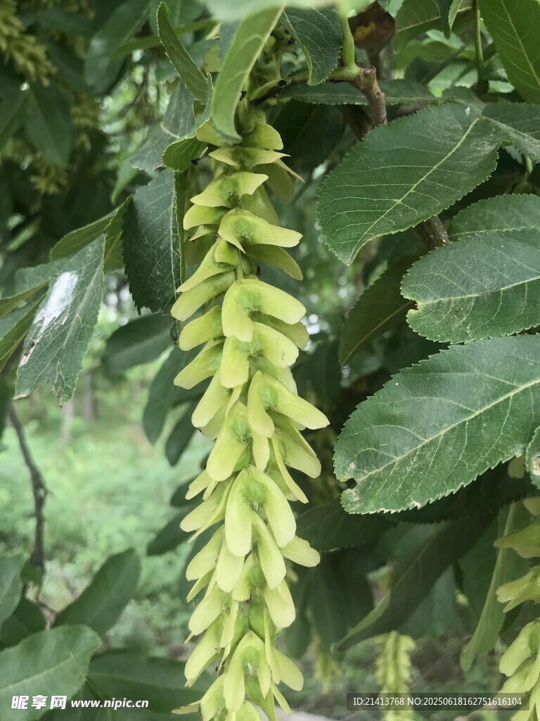 垂挂的绿色葇荑花序植物