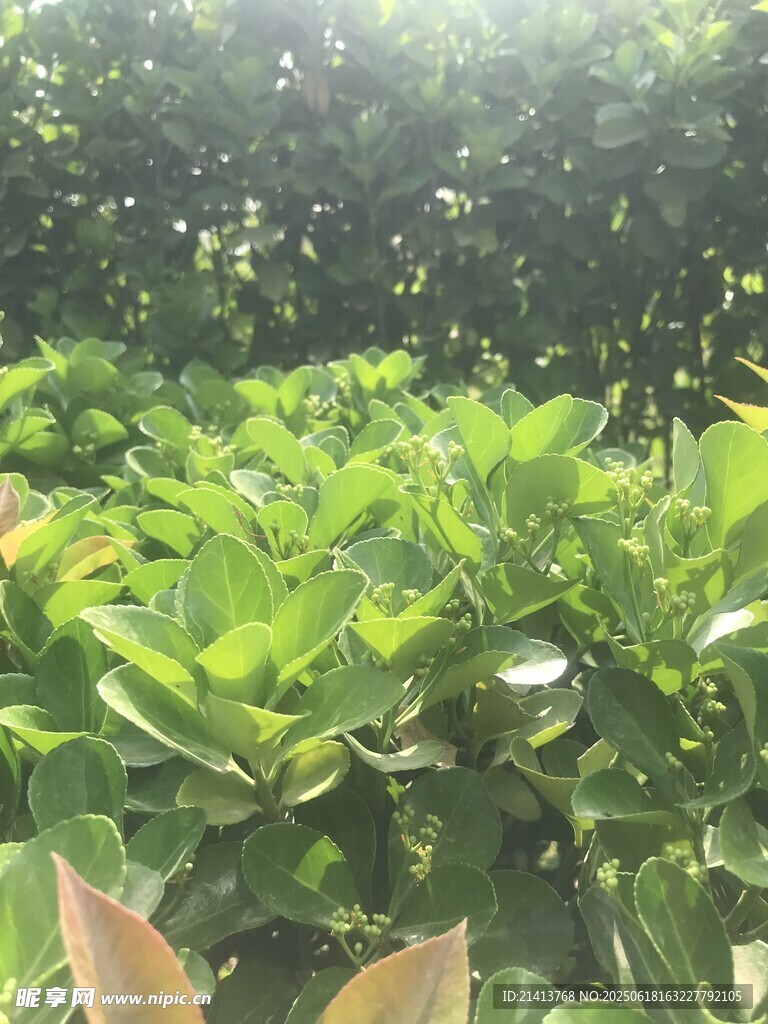 繁茂绿植景观