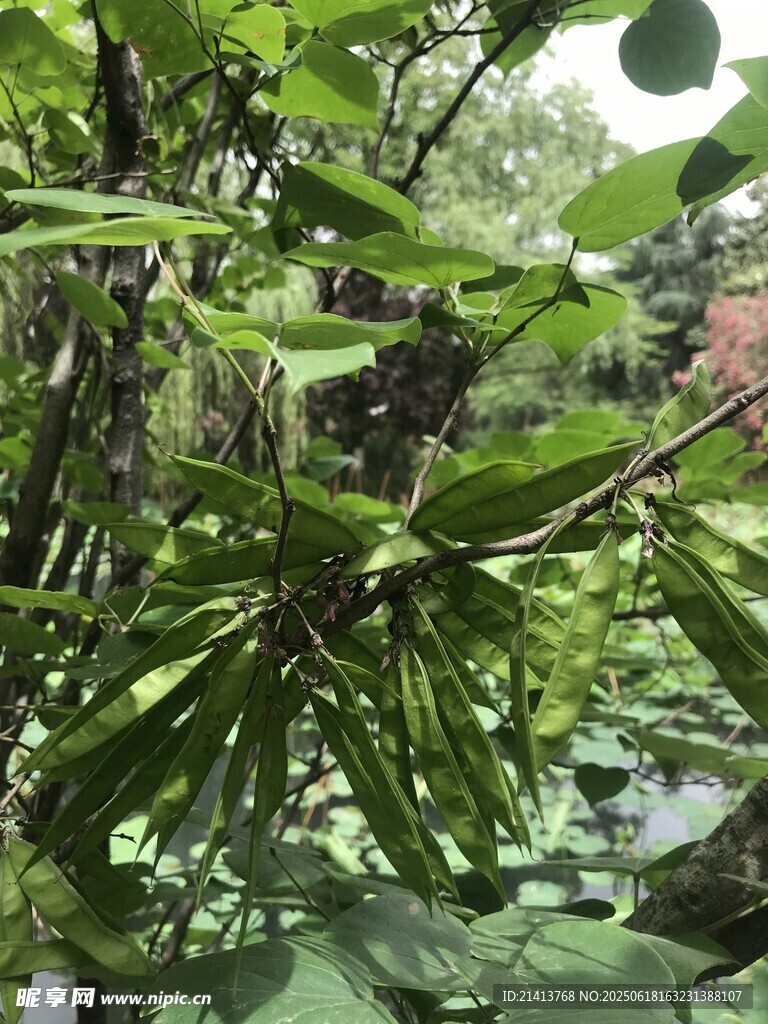 繁茂绿植景观