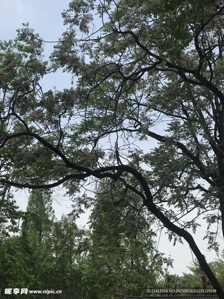 树枝伸展于蓝天绿树间