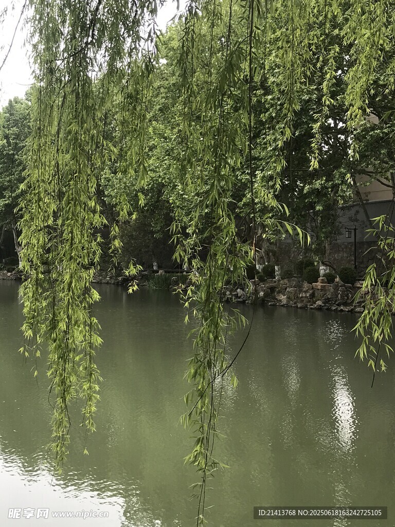 河畔垂柳映绿水