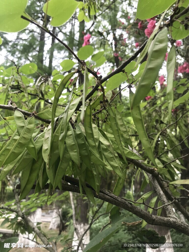 枝头垂挂的翠绿植物果实