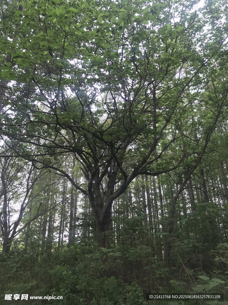 茂密树林中的繁茂树木