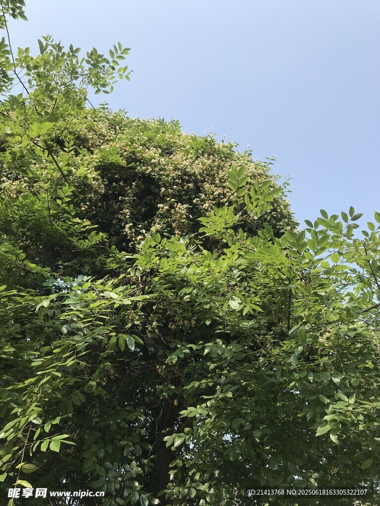 繁茂绿植