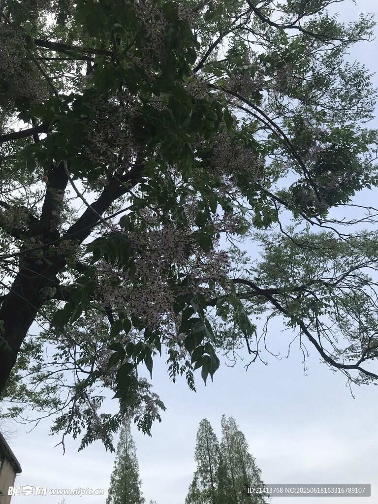 仰视繁茂松树树冠