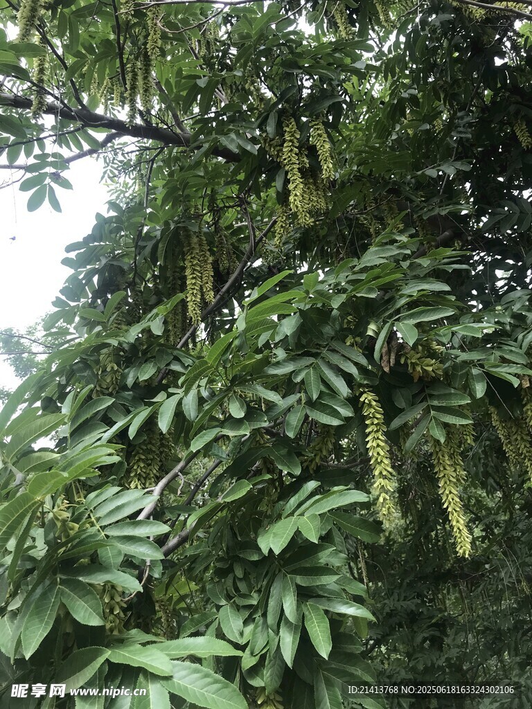 枝叶繁茂的树木挂着果穗