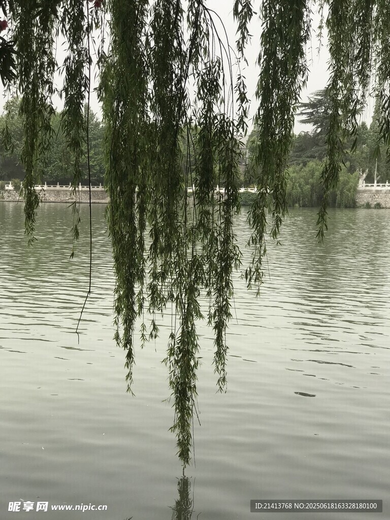 垂柳拂水的静谧湖景