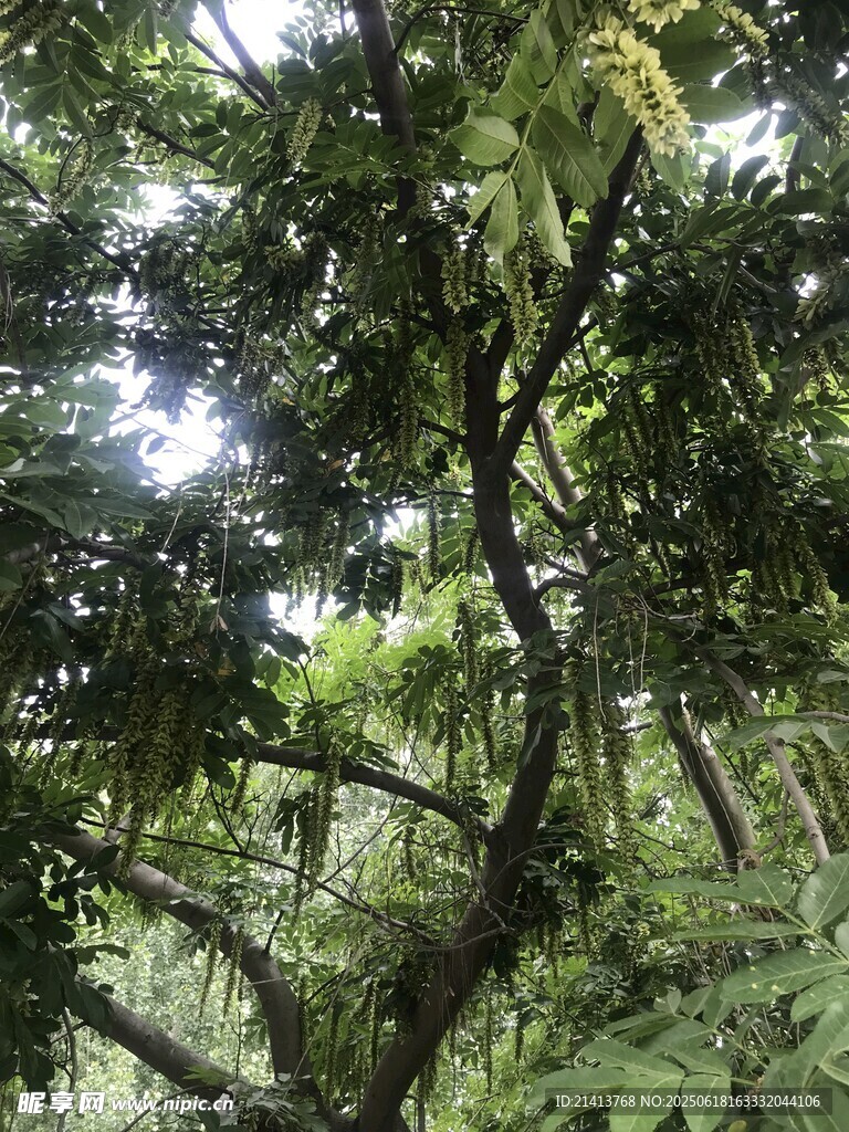繁茂树林中的绿意景象