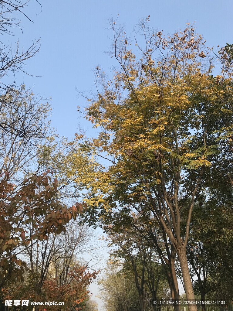 秋日树林美景