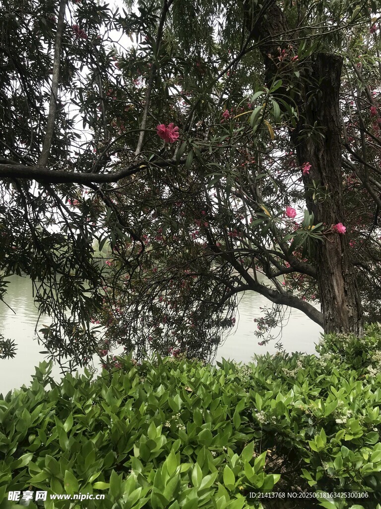 墙边繁花绿树景致