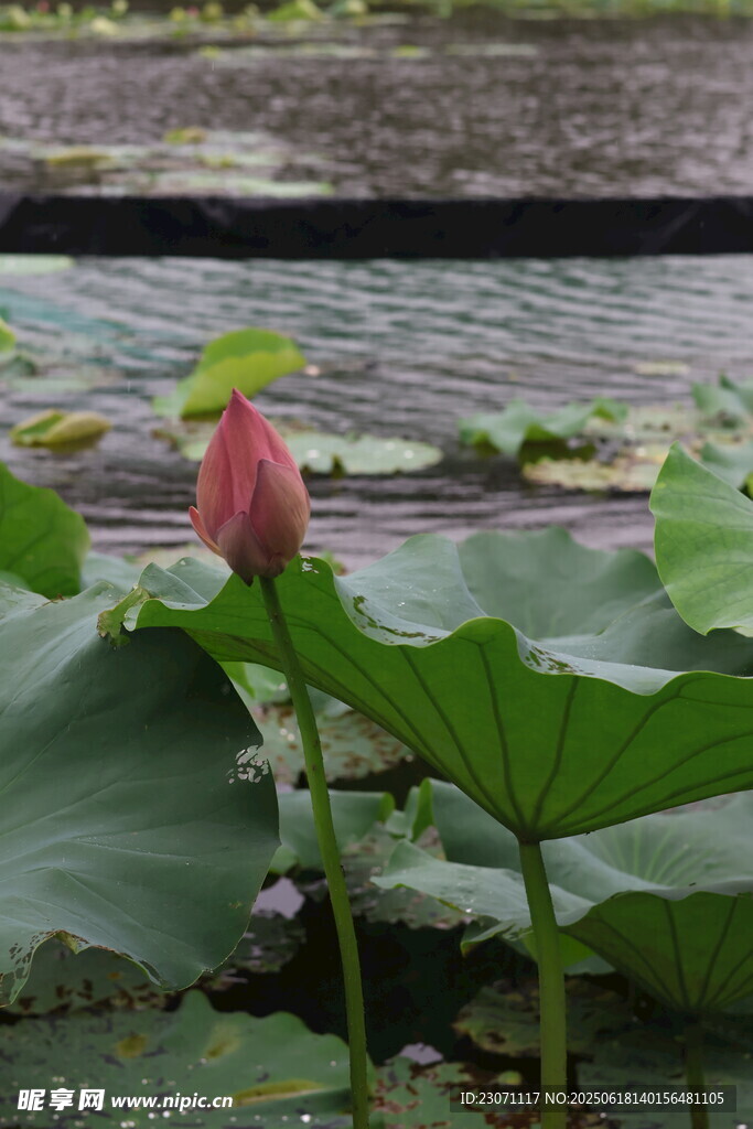 荷花
