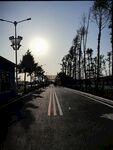 清晨空旷道路与林立树木