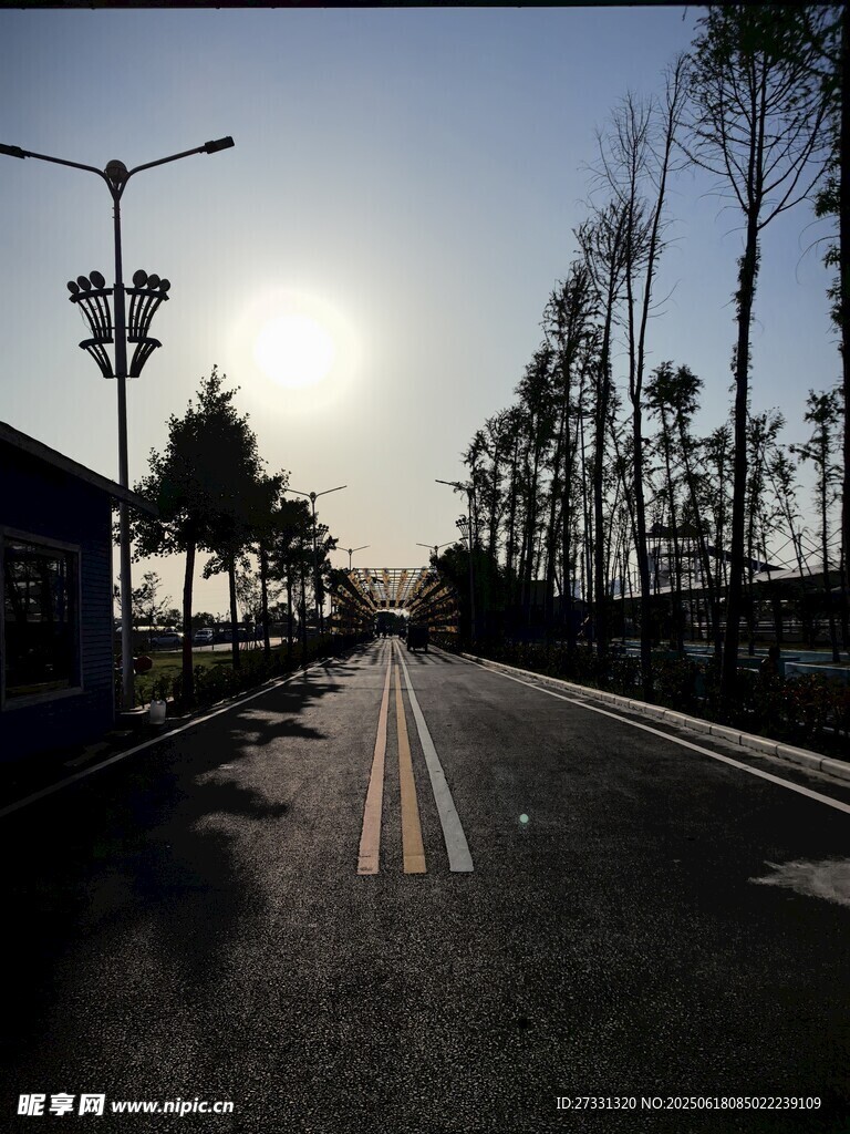 清晨空旷道路与林立树木
