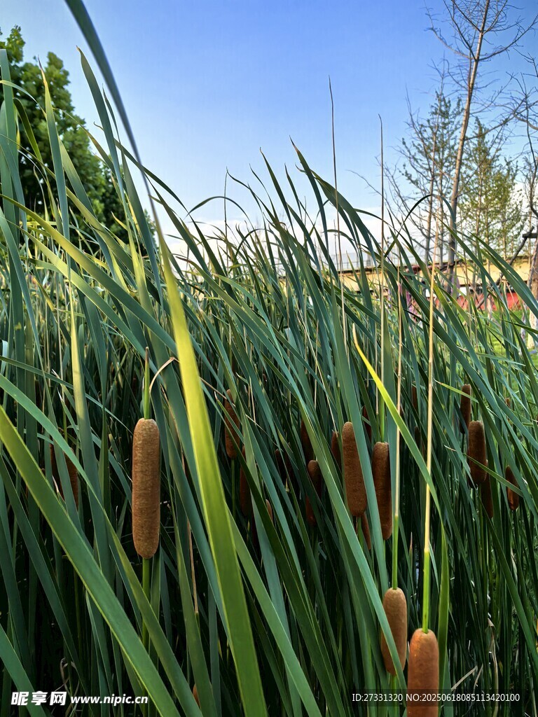 芦苇丛中的自然景致