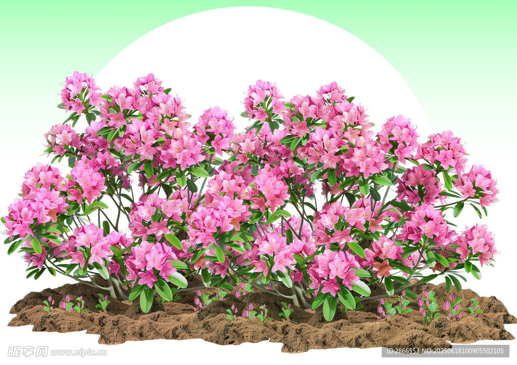 粉色杜鹃花素材