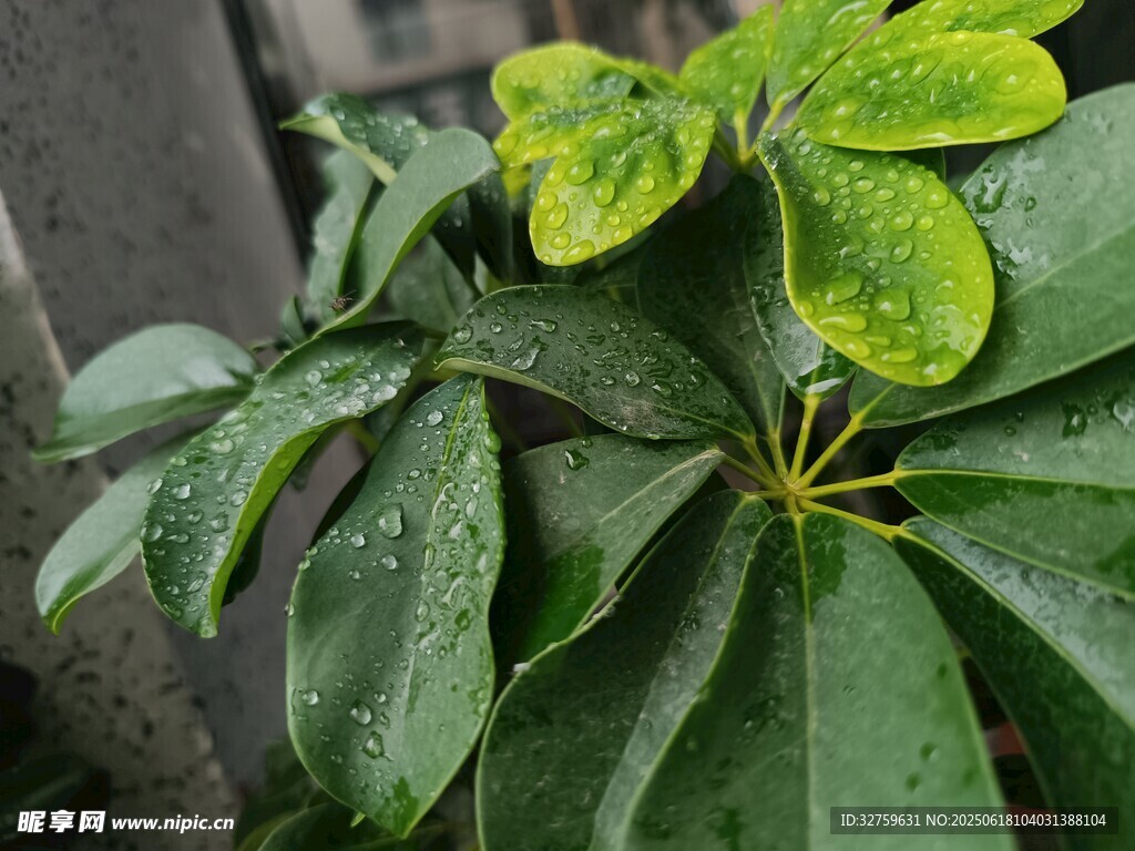 翠绿叶片上的清新水珠