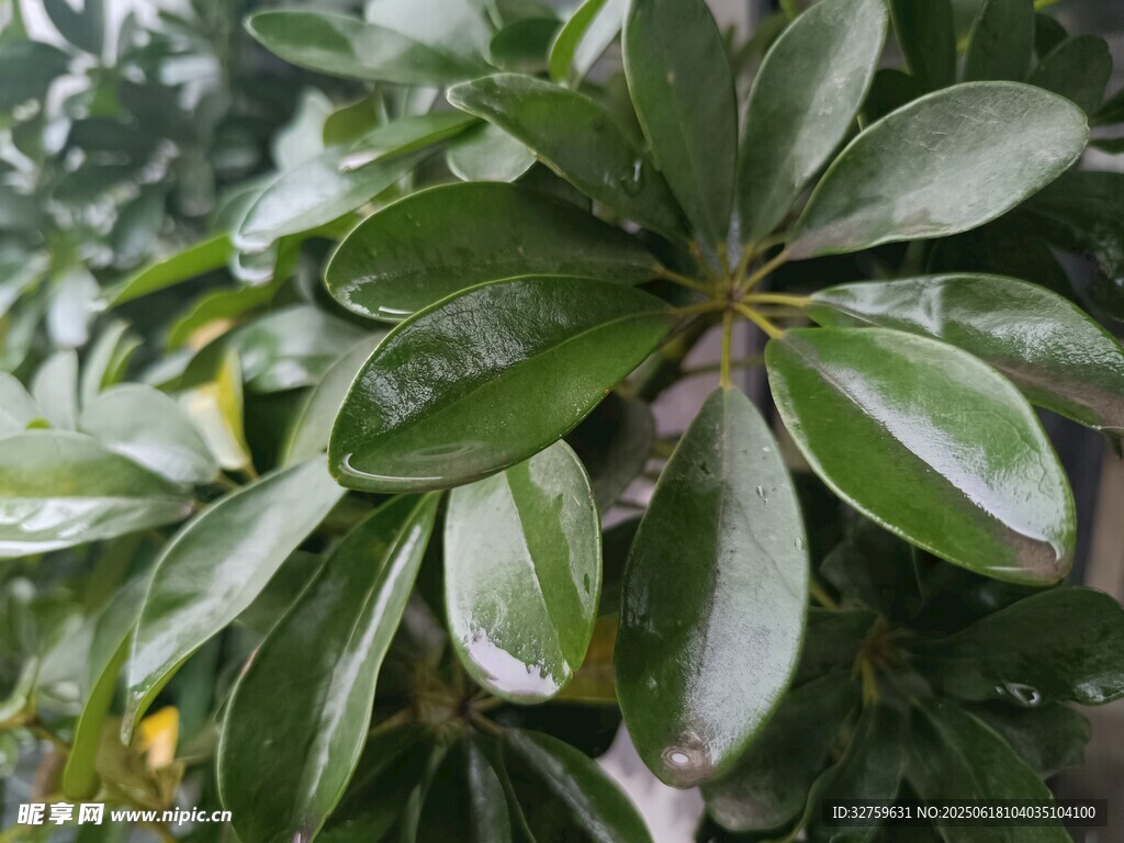 翠绿海桐叶特写