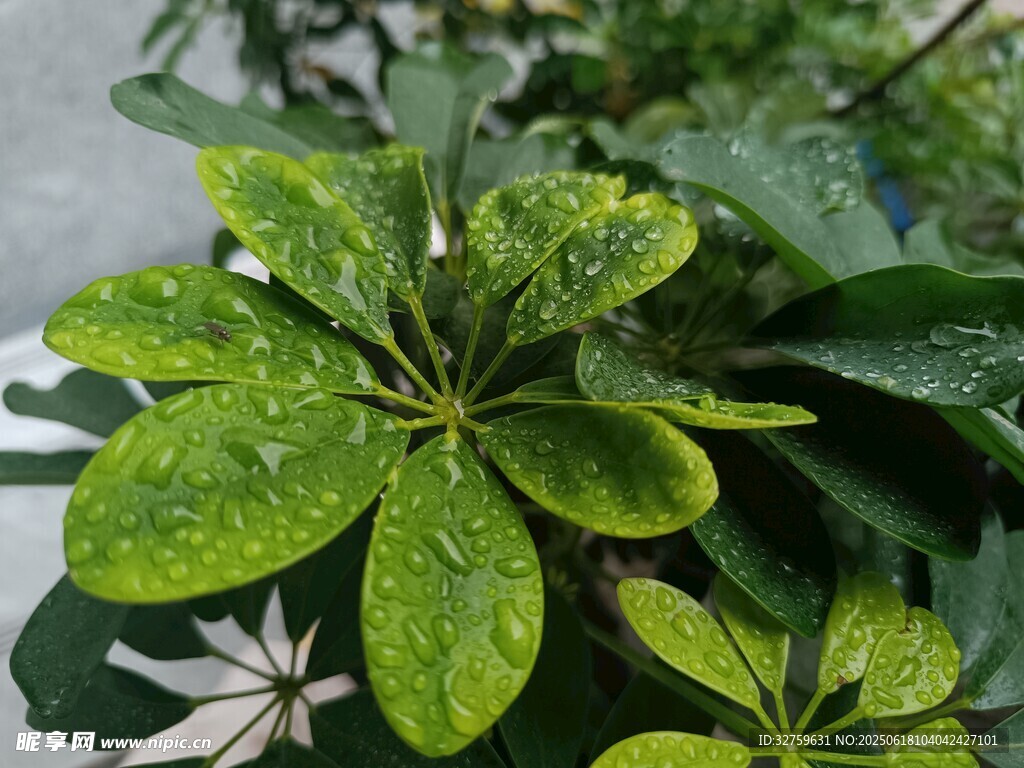 带水珠的翠绿植物叶片