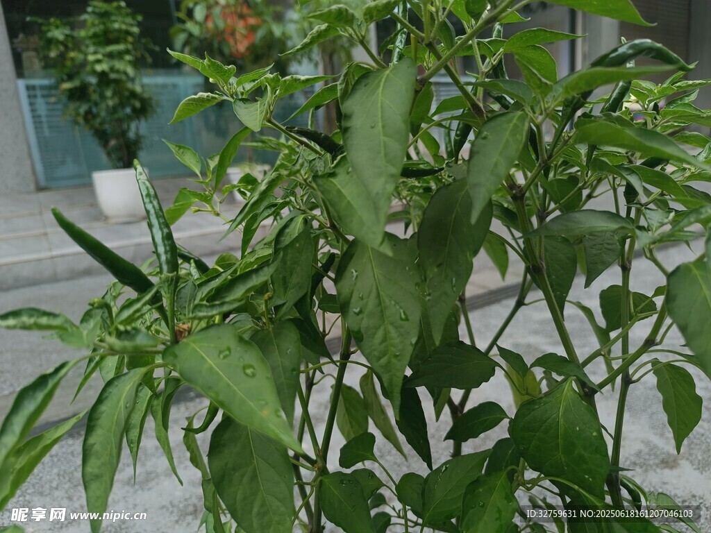绿叶繁茂的绿色植物