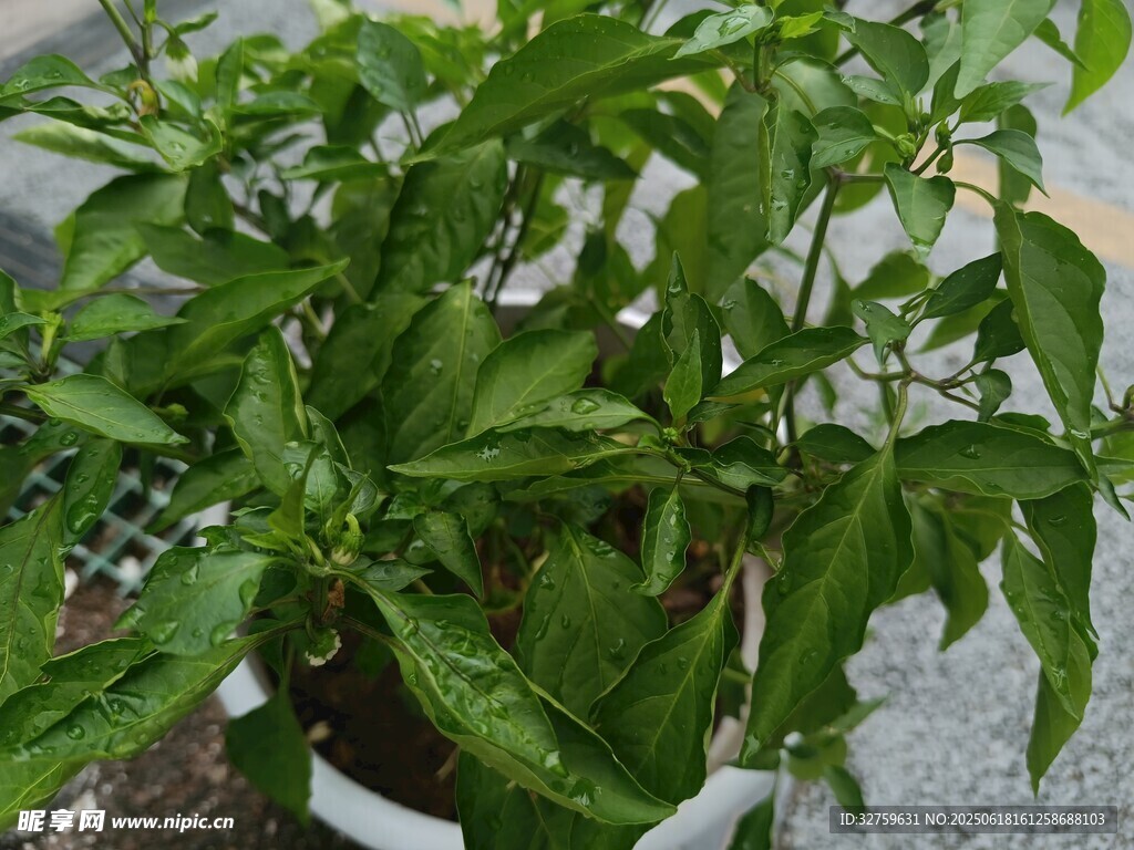 盆栽青椒植株