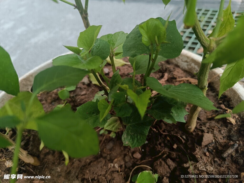 盆栽绿植生机盎然