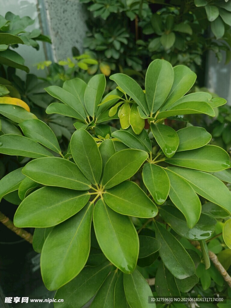 翠绿繁茂的鹅掌柴植物