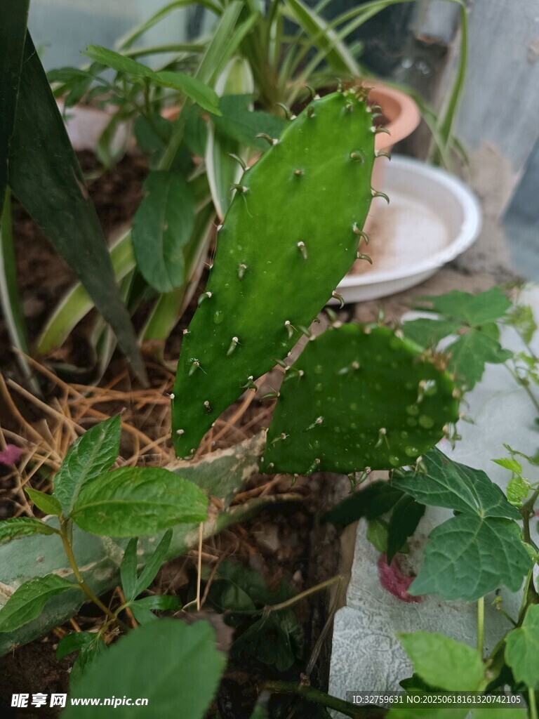 绿叶盆栽植物特写