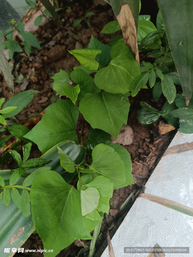 绿叶繁茂的墙角绿植