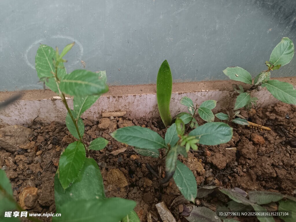 新生绿植破土而出