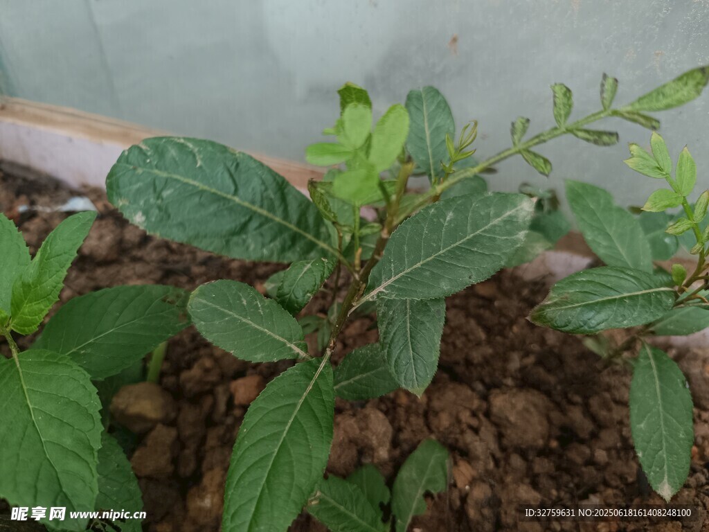 嫩绿植物生机盎然