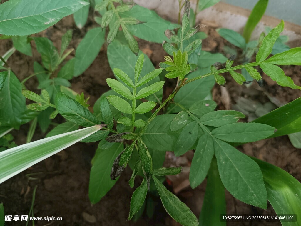 嫩绿植物特写