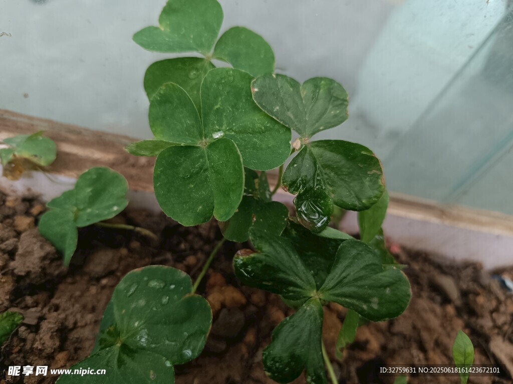 盆栽三叶草绿意盎然