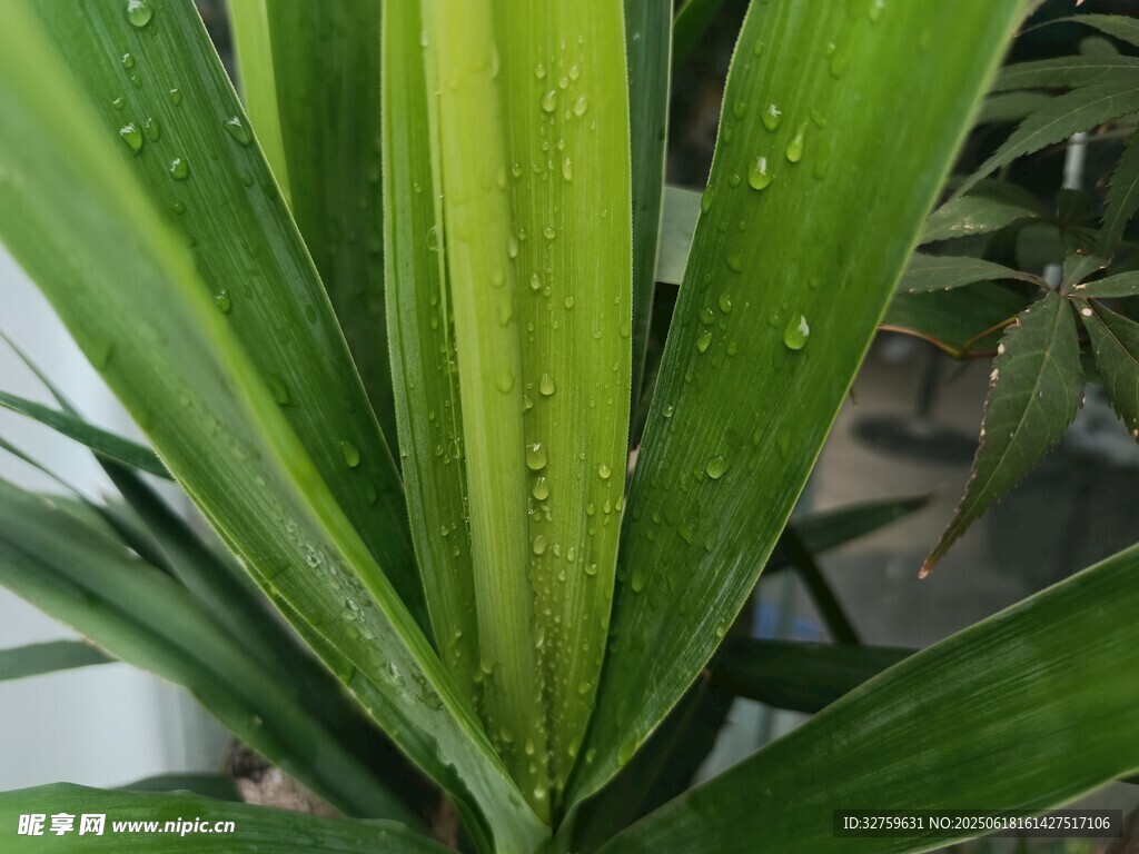 带水珠的翠绿植物叶片
