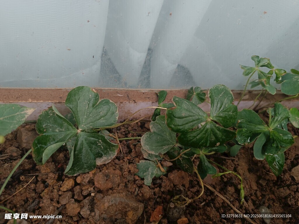 盆栽绿植生机盎然的小世界