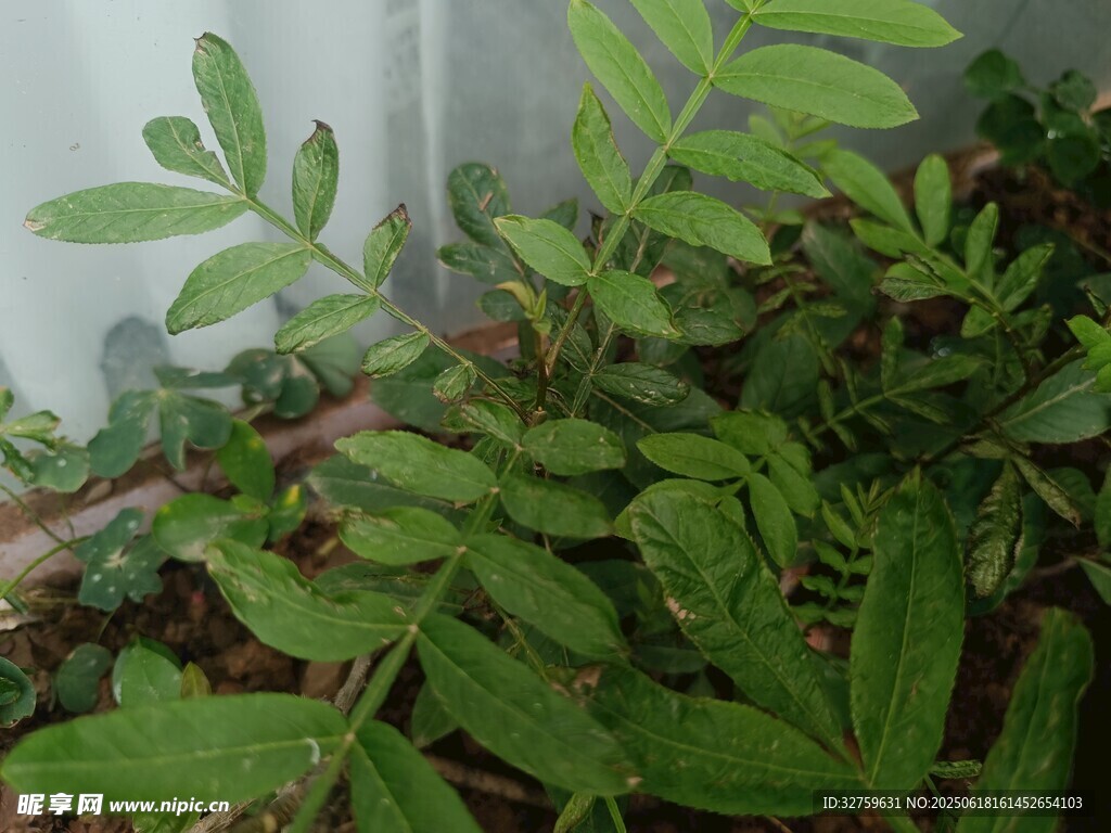 翠绿清新的羽状复叶植物