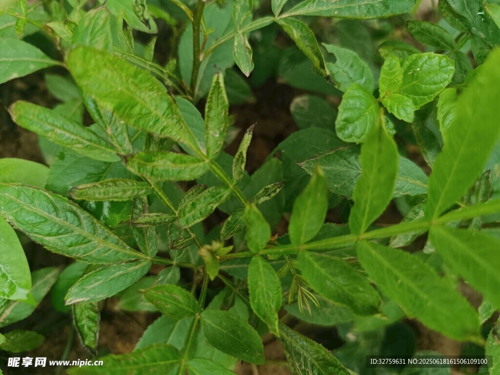 翠绿繁茂的植物叶片