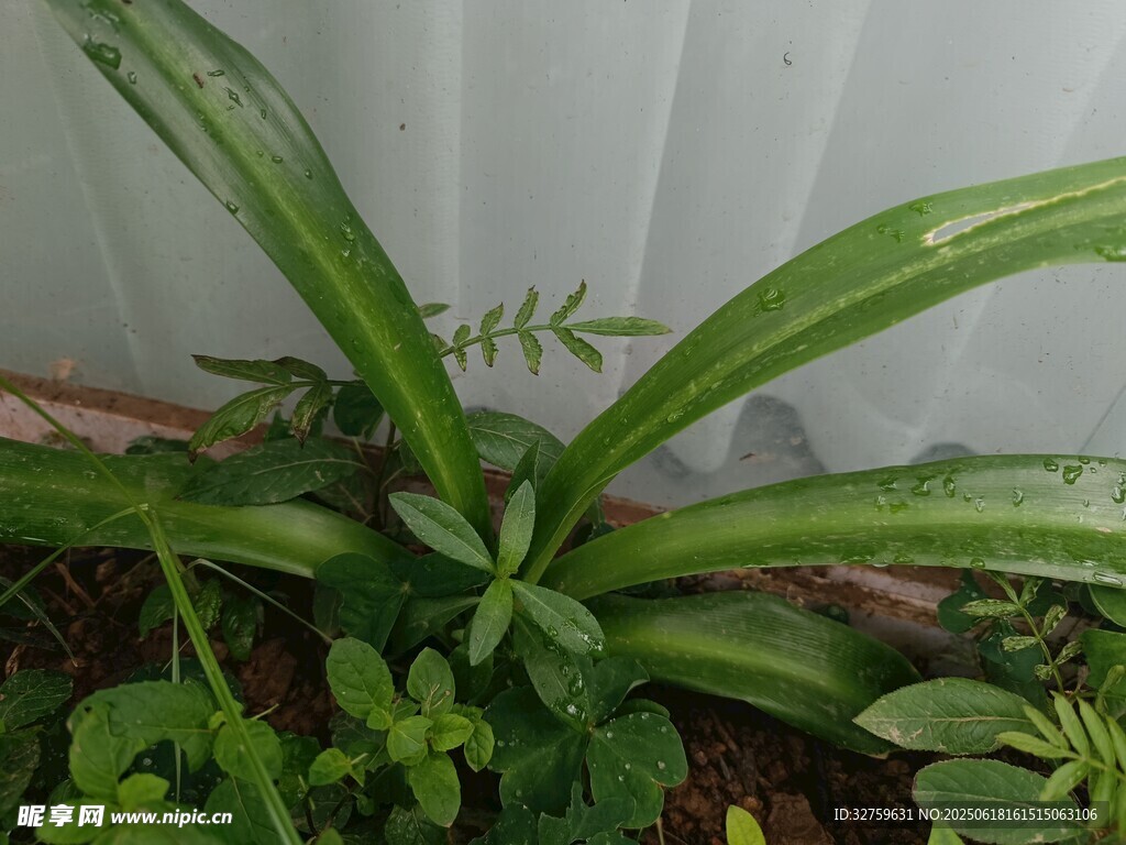 室内绿植特写
