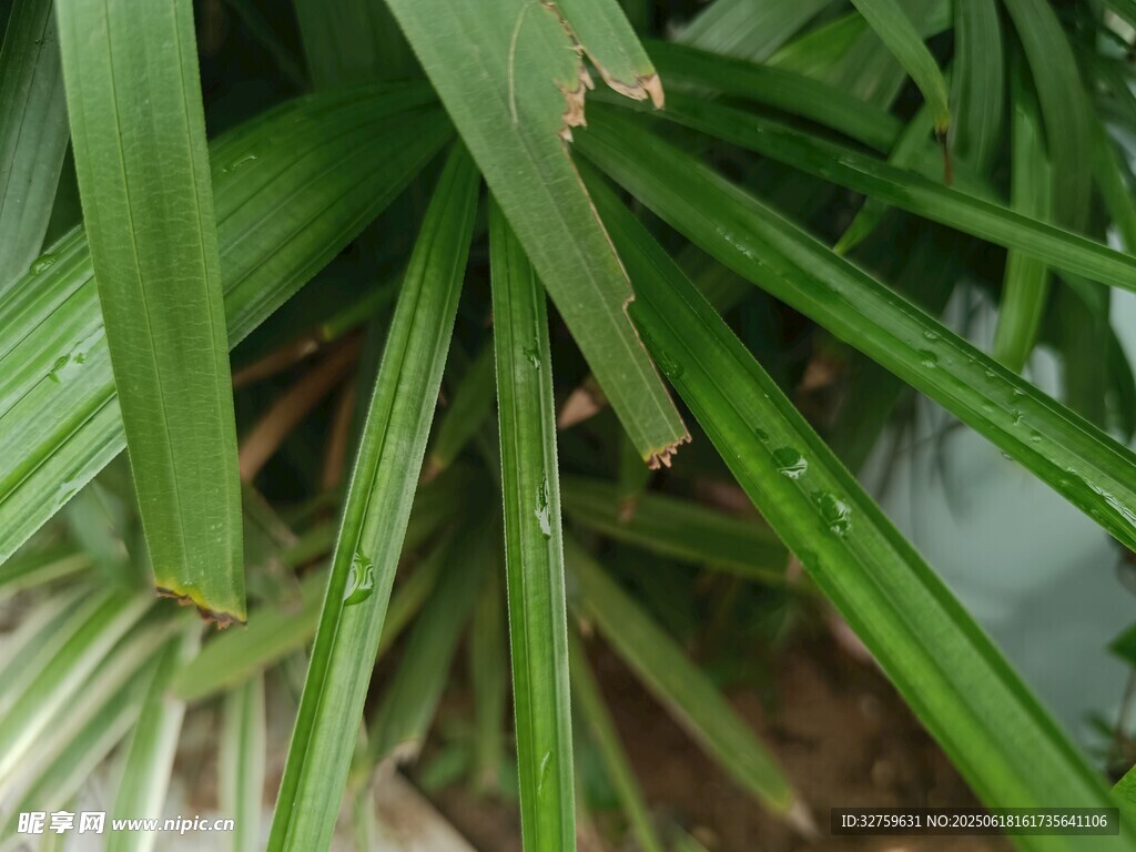 翠绿修长的植物叶片