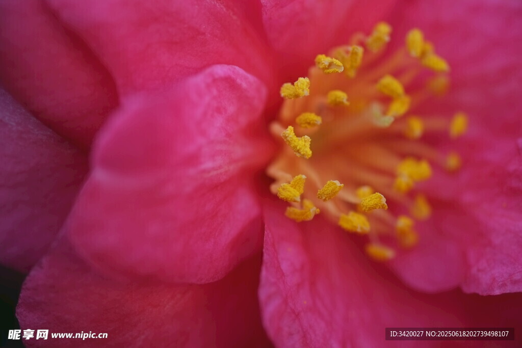 茶花