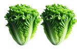 生菜